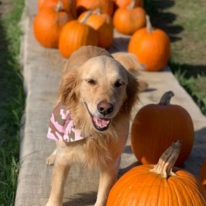 Meet your Posher, Elsie